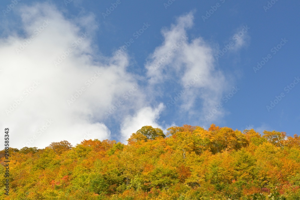 Fototapeta premium 紅葉