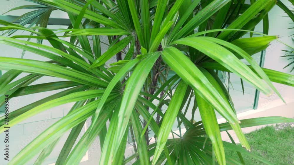 Green palm leaves close up. Green palm leaves sway slowly in the wind