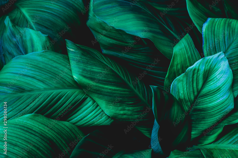Fototapeta premium leaves of Spathiphyllum cannifolium, abstract green texture, nature background, tropical leaf