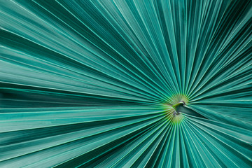 tropical palm leaf and shadow, abstract natural green background