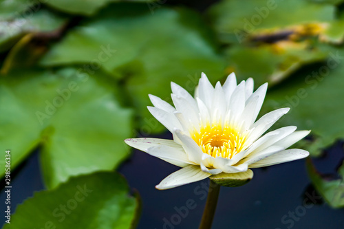 white water lotus