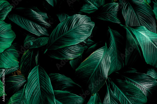 liście Spathiphyllum cannifolium, streszczenie tekstura zielony, tło natura, tropikalny liść