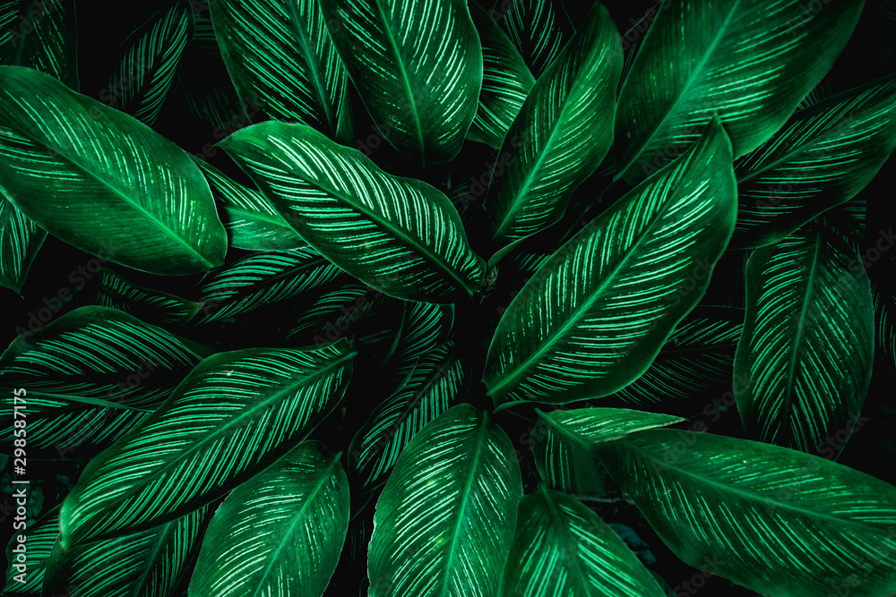 Calathaea picturata, abstract green leaf texture, nature background, tropical leaf - obrazy, fototapety, plakaty 