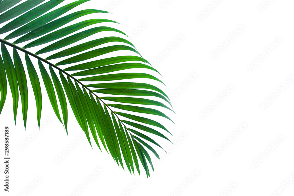 tropical palm leaf background, coconut palm trees perspective view tropical palm leaf background, coconut palm trees perspective view