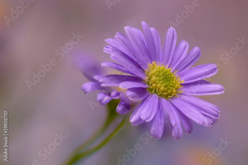 Purple Daisy Close Up