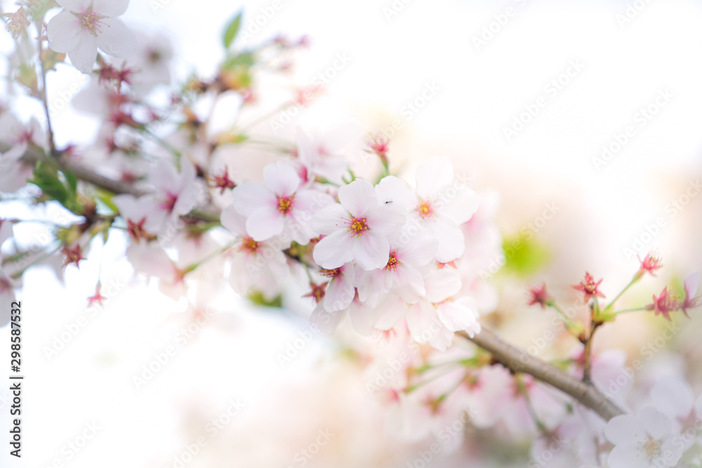 Soft focus Cherry Blossom or Sakura flower on nature background