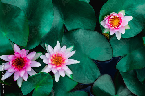 closeup beautiful lotus flower and green leaf in pond, purity nature background, red lotus water lily blooming on water surface and dark blue leaves toned
