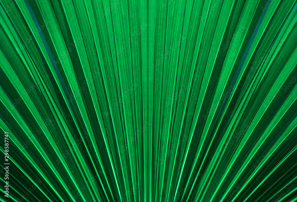 tropical palm leaf and shadow, abstract natural green background, dark blue tone tropical palm leaf and shadow, abstract natural green background, dark blue tone