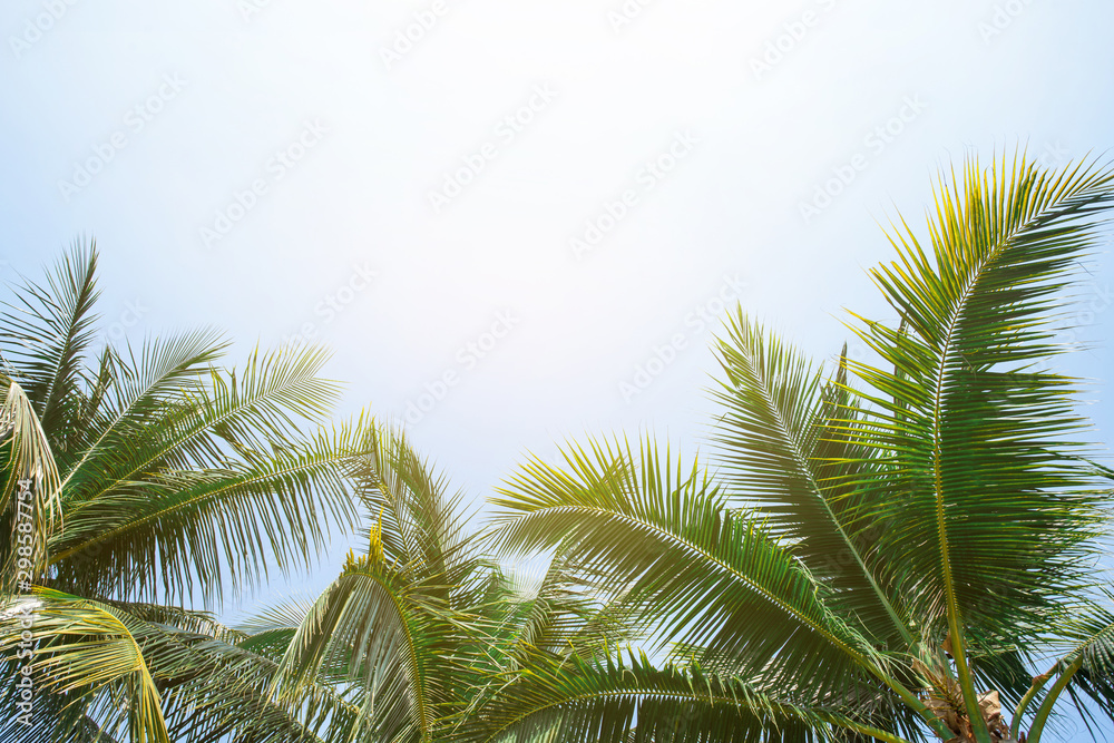 tropical palm leaf background, coconut palm trees perspective view tropical palm leaf background, coconut palm trees perspective view