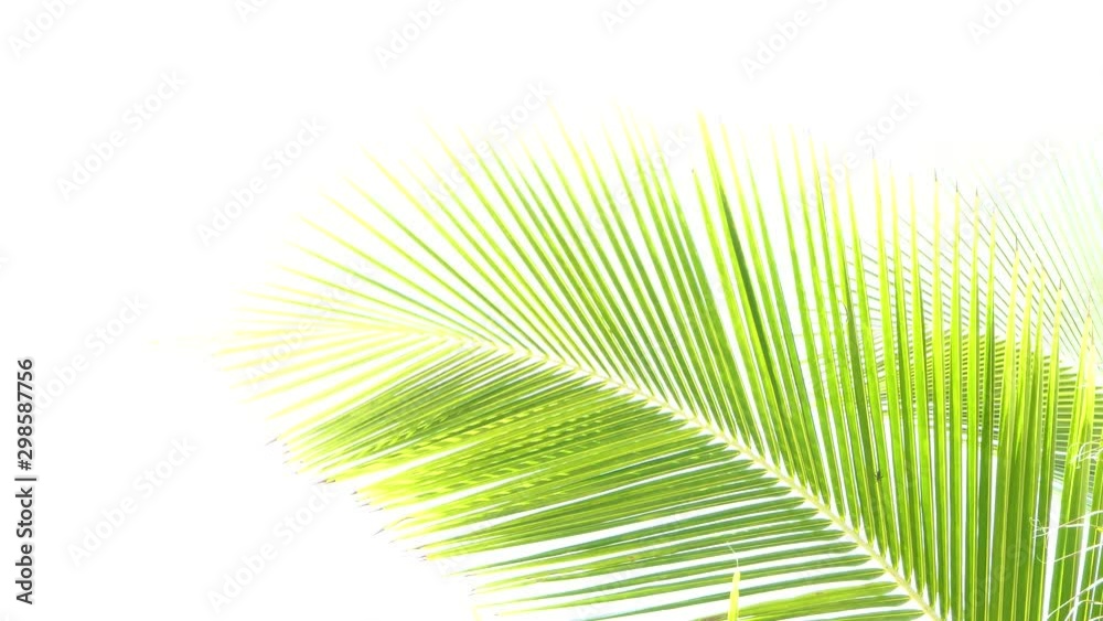 coconut trees leaf isolated on white background coconut trees leaf isolated on white background