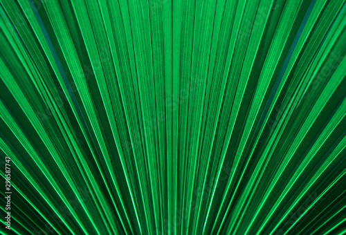 tropical palm leaf and shadow  abstract natural green background  dark blue tone