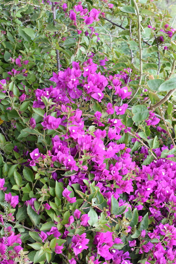 Big shrub with pink bougainvillea tripleflower flowers