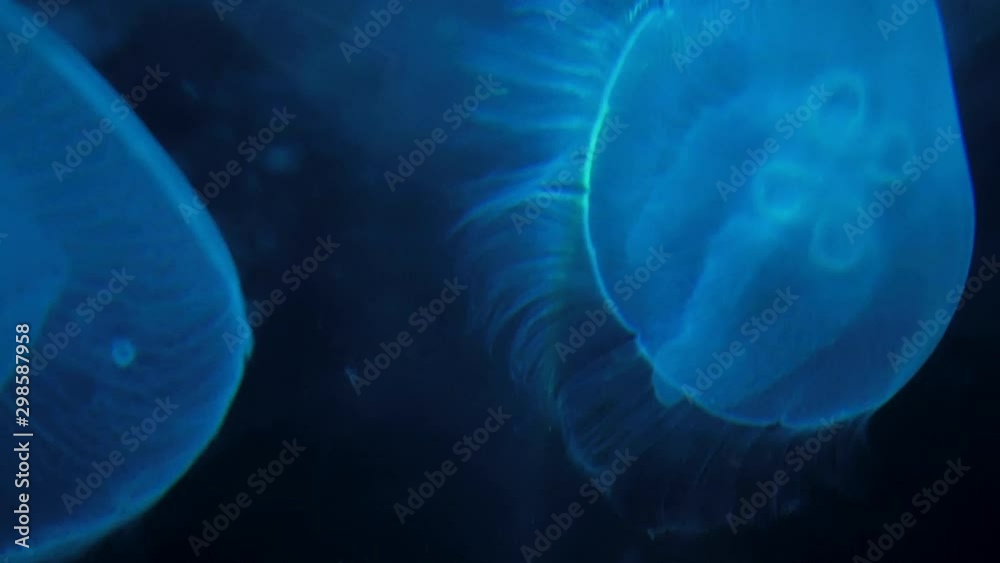 Moon jellyfish moving gracefully through water Moon jellyfish moving gracefully through water