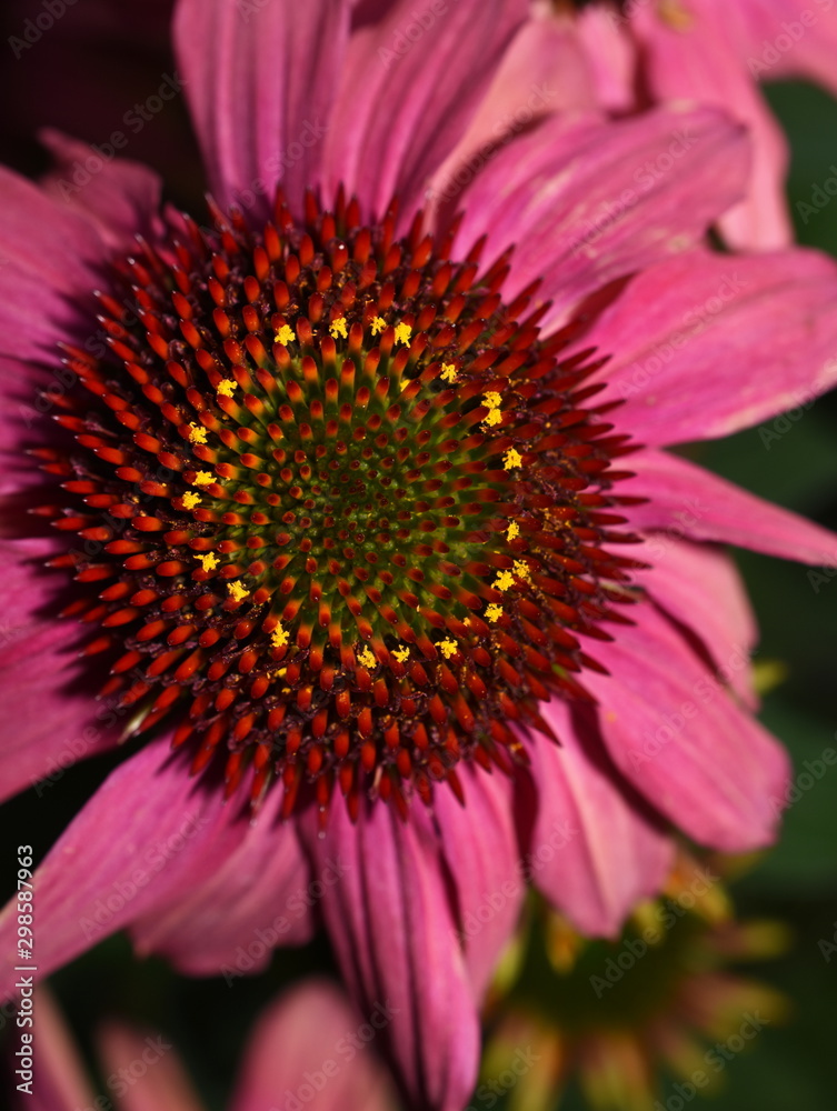 Closeup on coneflower Echinacea purpurea Closeup on coneflower Echinacea purpurea