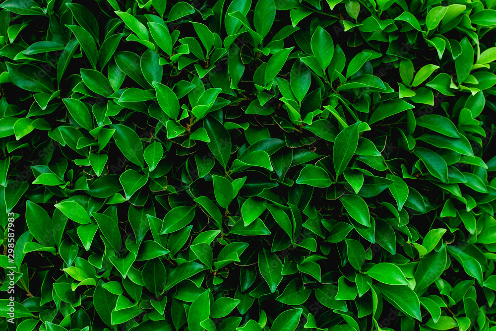 Obraz premium abstract green leaf natural background, tropical leaf, tiny green leaf