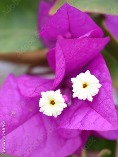 Print op canvas Closeup on purple bougainvillea tripleflower flowers