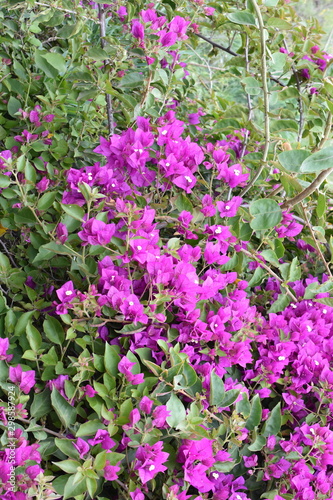 Fototapeta Naklejka Na Ścianę i Meble -  Big shrub with pink bougainvillea tripleflower flowers