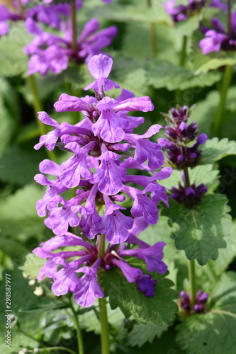 Fototapeta Naklejka Na Ścianę i Meble -  Big Betony hegdenettle Stachys macrantha flowering in a garden