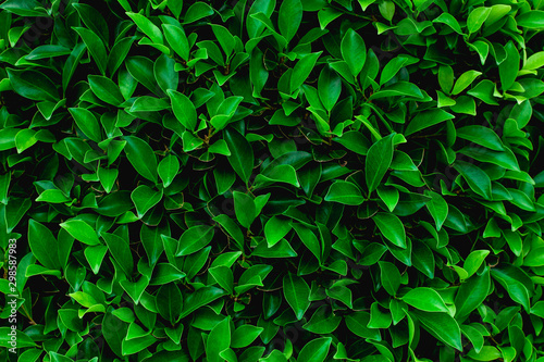 abstract green leaf natural background  tropical leaf  tiny green leaf