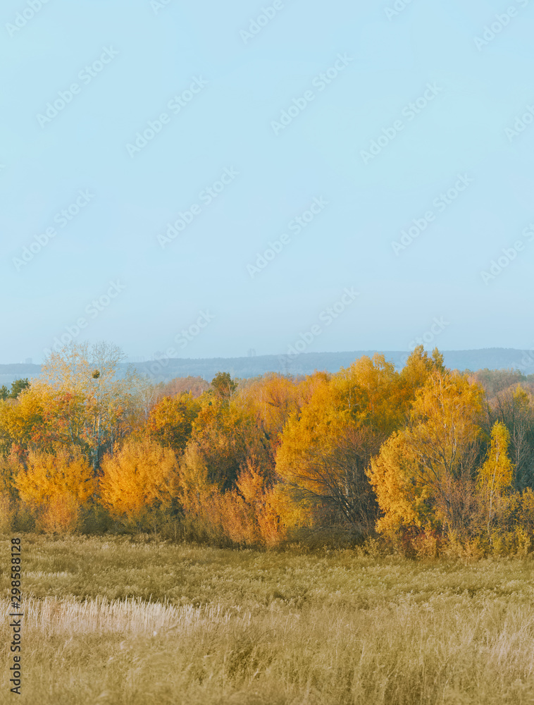 eciduous forest and adjacent meadow in autumn time. Autumn background.