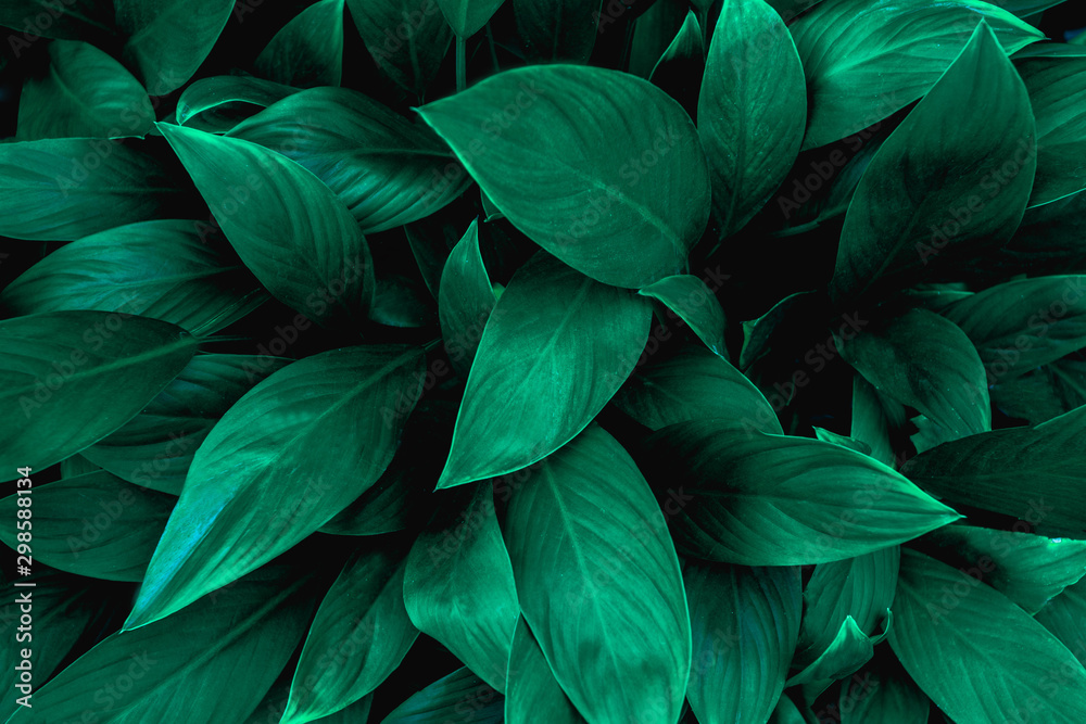 closeup nature view of green leaf in garden, dark tone nature background, tropical leaf