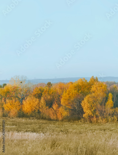 eciduous forest and adjacent meadow in autumn time. Autumn background.