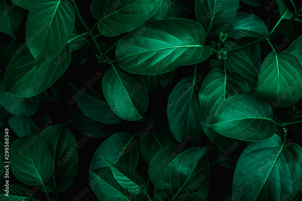 tropical leaves, abstract green leaves texture, nature background