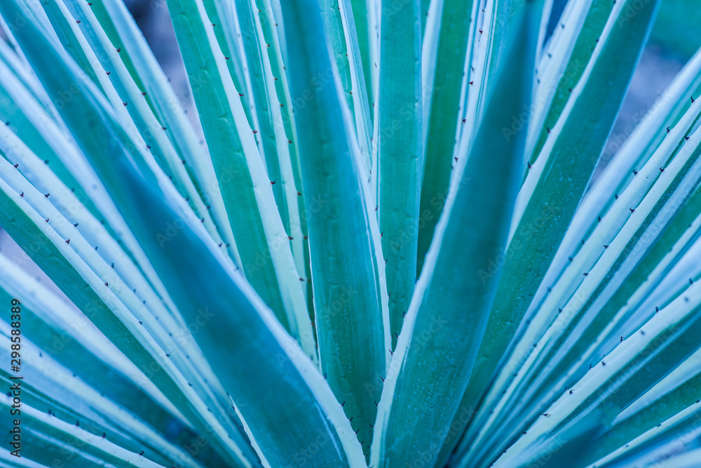 Fototapeta premium closeup green texture, nature background, tropical leaf, large foliage, pineapple leaf for background