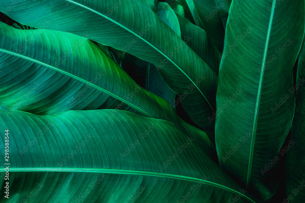 Obraz premium tropical banana leaf texture in garden, abstract green leaf, large palm foliage nature dark green background