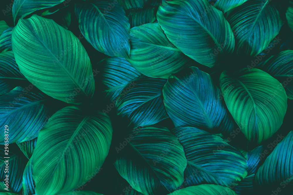 Plakat liście Spathiphyllum cannifolium, abstrakcyjna zielona tekstura, tło przyrody, tropikalny liść
