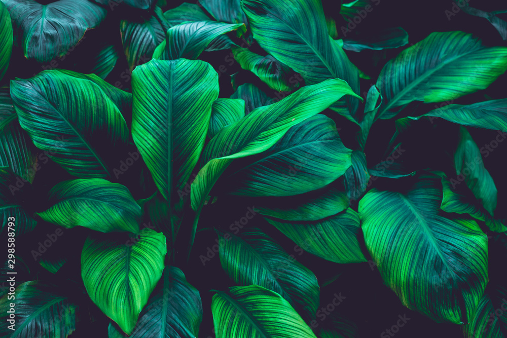 Fototapeta tropikalna tekstura liści bananowca w ogrodzie, streszczenie zielony liść, duża palma liści natura ciemnozielone tło