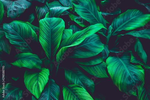 Fototapeta Naklejka Na Ścianę i Meble -  tropical banana leaf texture in garden, abstract green leaf, large palm foliage nature dark green background