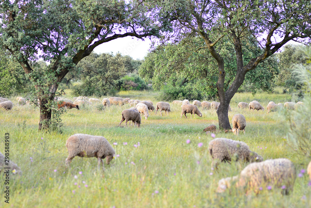 Obraz premium Sheep grazing in the pasture of Extremadura