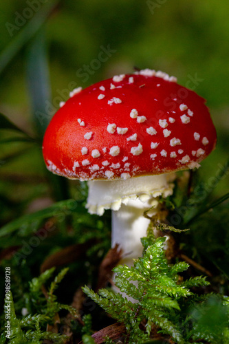 Fly agaric closeup in the forest with light ray
