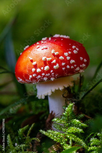 Fly agaric closeup in the forest with light ray