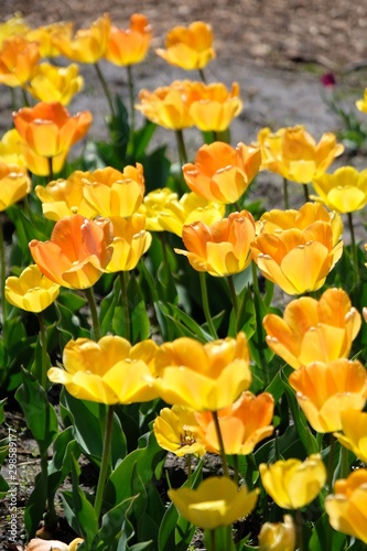 yellow tulips in the garden