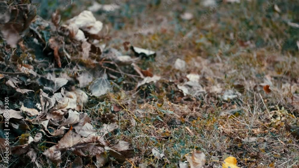 garden worker raking dry leaves in the garden with a rake in cold weather garden worker raking dry leaves in the garden with a rake in cold weather