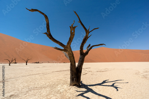 Deadvlei tree in Namibia