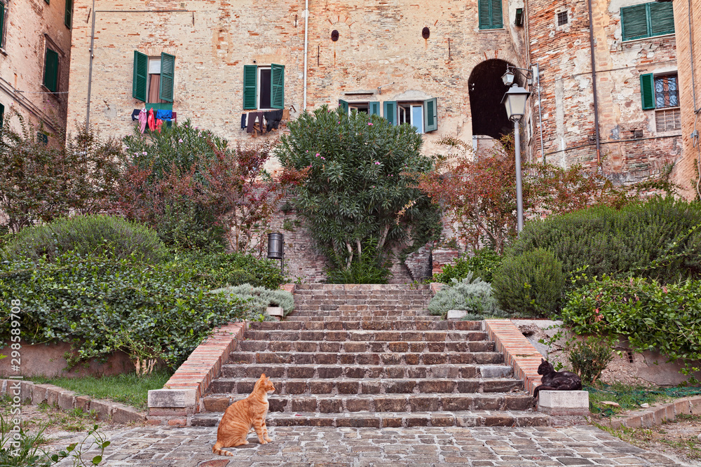 Jesi, Ancona, Marche, Italy: small public garden in the old town with cats 