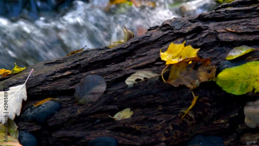 Autumn Colored Maple Leaves On log Of Wood, River Backgrou Autumn Colored Maple Leaves On log Of Wood, River Backgrou