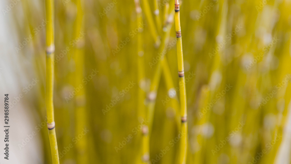 ornamental plants shaped like bamboo which are small and nice ornamental plants shaped like bamboo which are small and nice