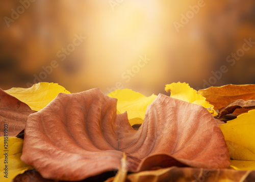 Autumn concept, Beautiful colorful and dried leaves on ground