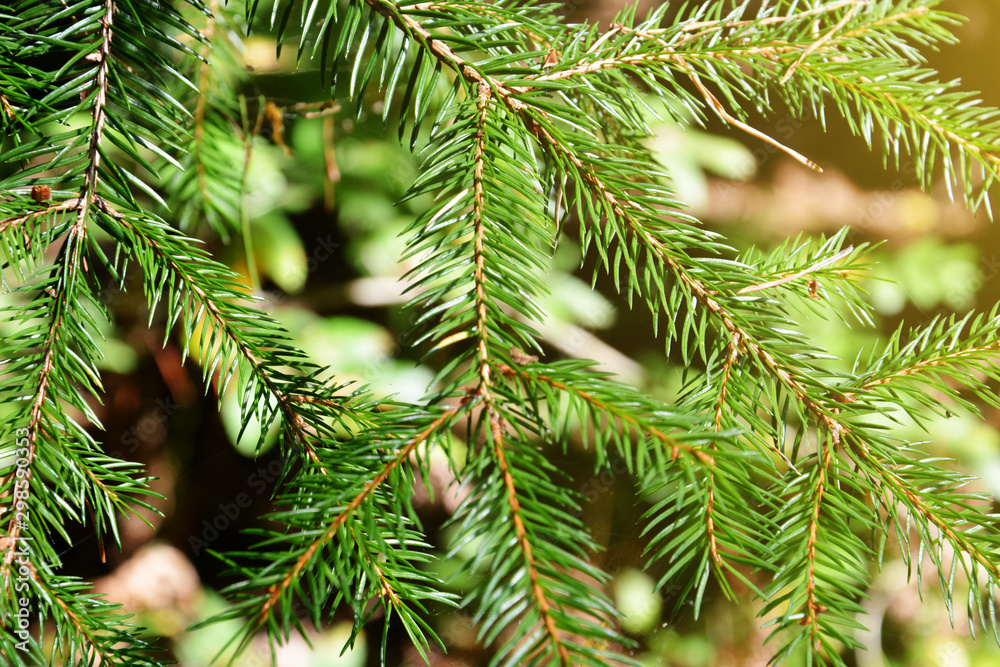 Green pine branches with needles in the forest. Natural bright background. Green pine branches with needles in the forest. Natural bright background.