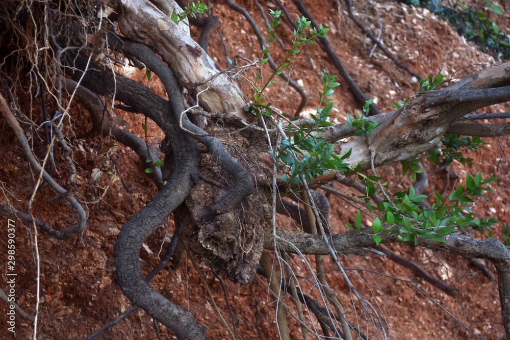 Tree Branches and roots on a rocky ground surface. Red Brown Gravel Texture. A rocky ground surface. Tree Branches and roots on a rocky ground surface. Red Brown Gravel Texture. A rocky ground surface.