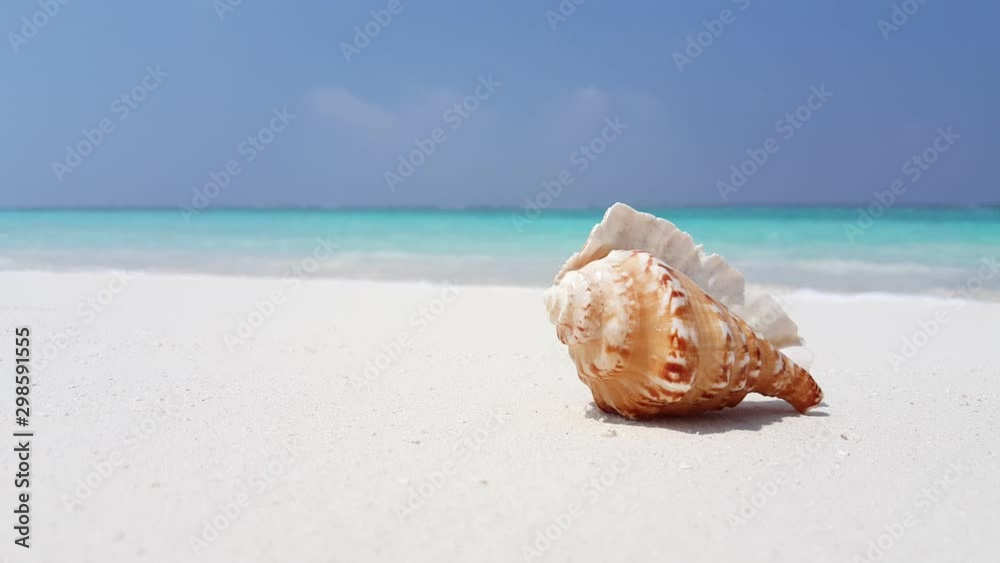 colorful seashell in caribbean sea sand