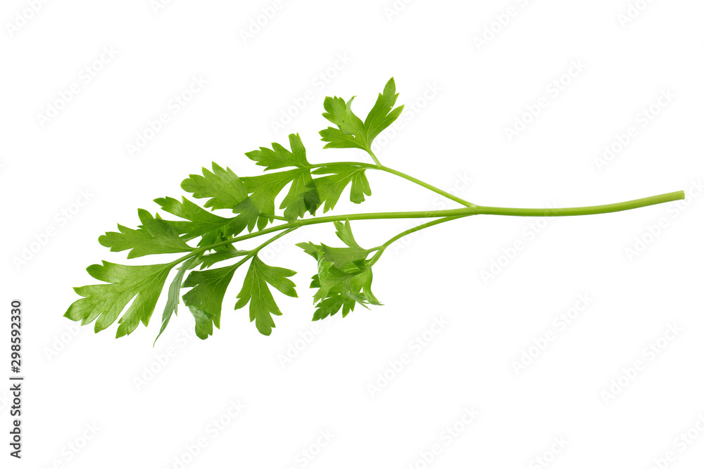 parsley fresh herb isolated on a white background - obrazy, fototapety, plakaty 
