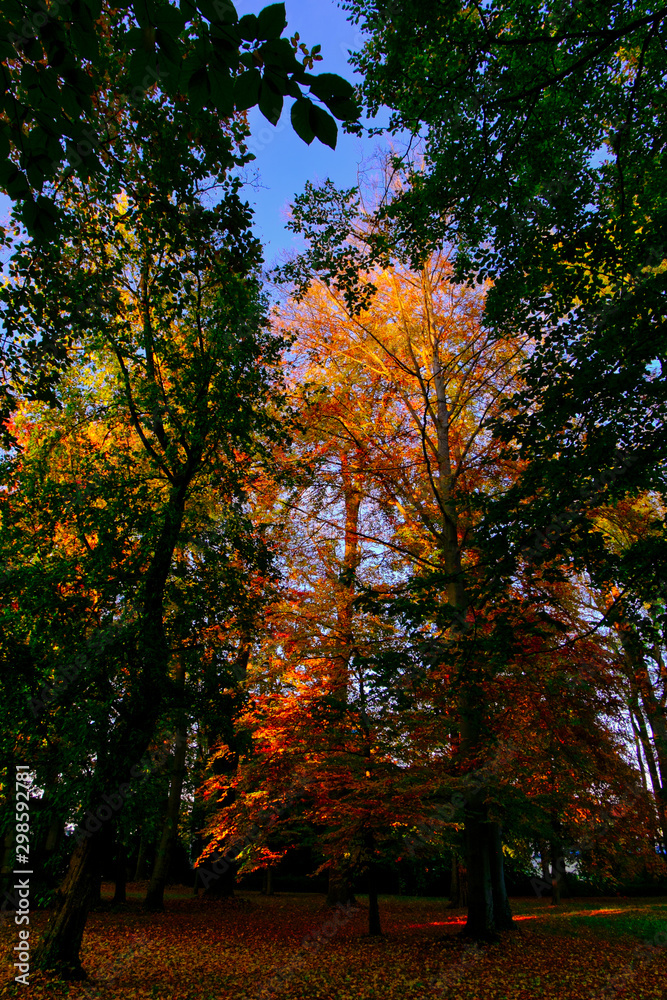 Naklejka premium leuchtender herbst 2