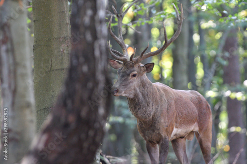 Stag deer with antlers walking in the woods in pairing season