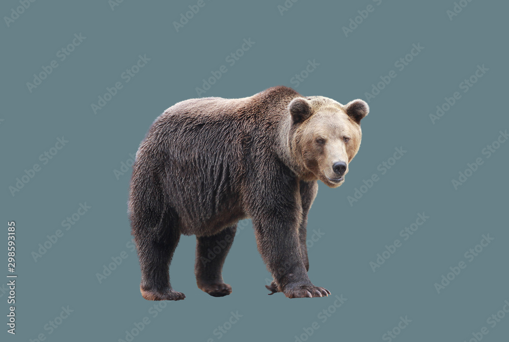 Fototapeta premium European brown bear in motion.