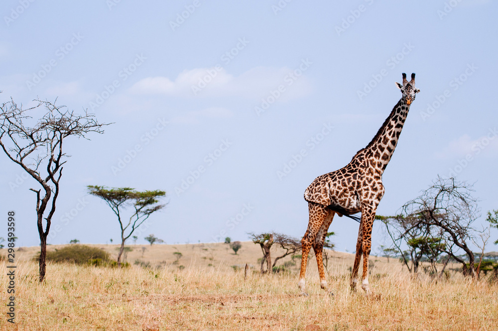 Obraz premium Giraffe walking in grass field of Serengeti Savanna - African Tanzania Safari trip